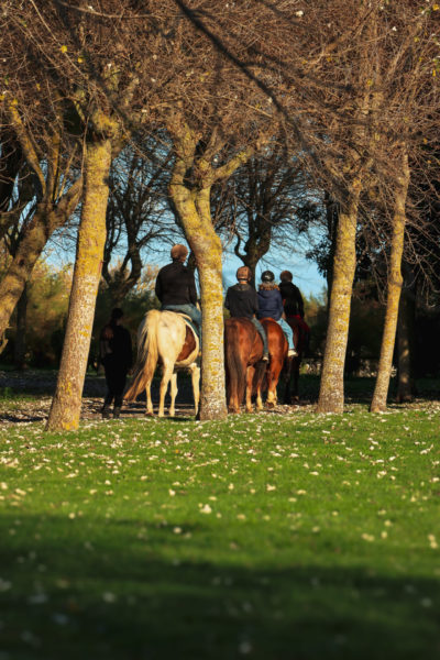 Séjour-adulte - France - Colombelle - Conseil-des-chevaux-de-Normandie
